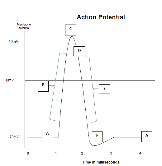 sc-8 sb-4-Action Potentialimg_no 137.jpg